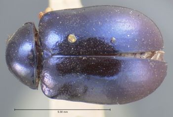 Media type: image; Entomology 17304   Aspect: habitus dorsal view
